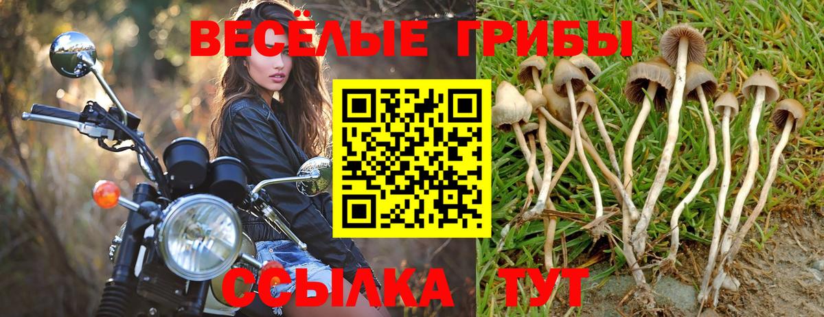 Кинешма  Псилоцибиновые грибы GOLDEN TEACHER  купить закладку  Вход с VPN 
